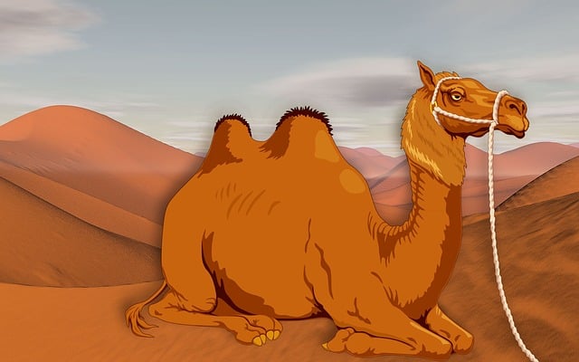 Free camel desert sand dunes illustration