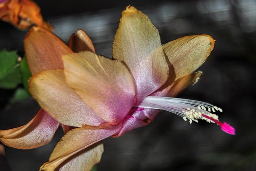 Free Cactus Christmas Cactus photo and picture