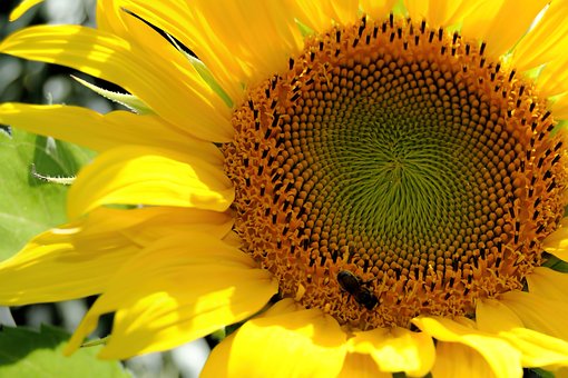 Free Sunflower Yellow photo and picture