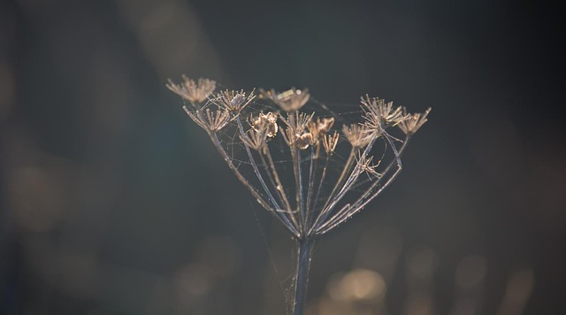 Free Plant Field photo and picture