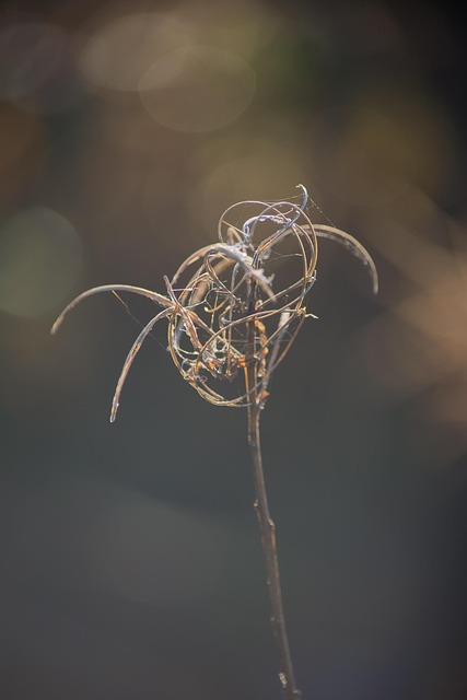 Free Plant Grass photo and picture