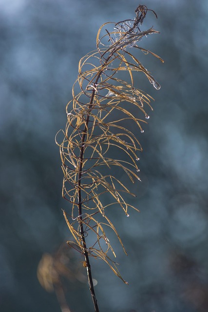 Free Plant Field photo and picture