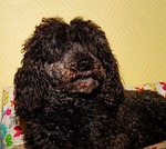 dog, poodle, male