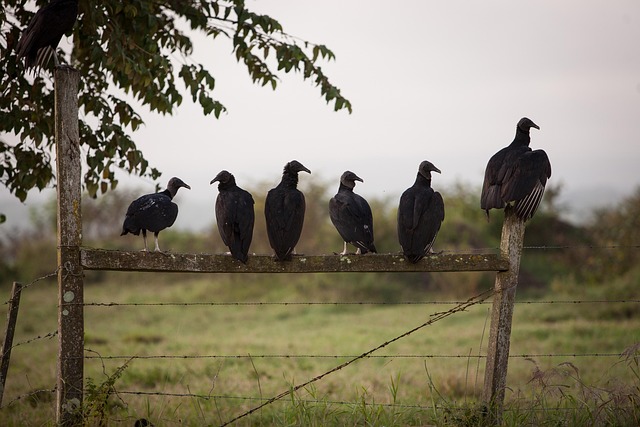 Free Birds Vulture photo and picture