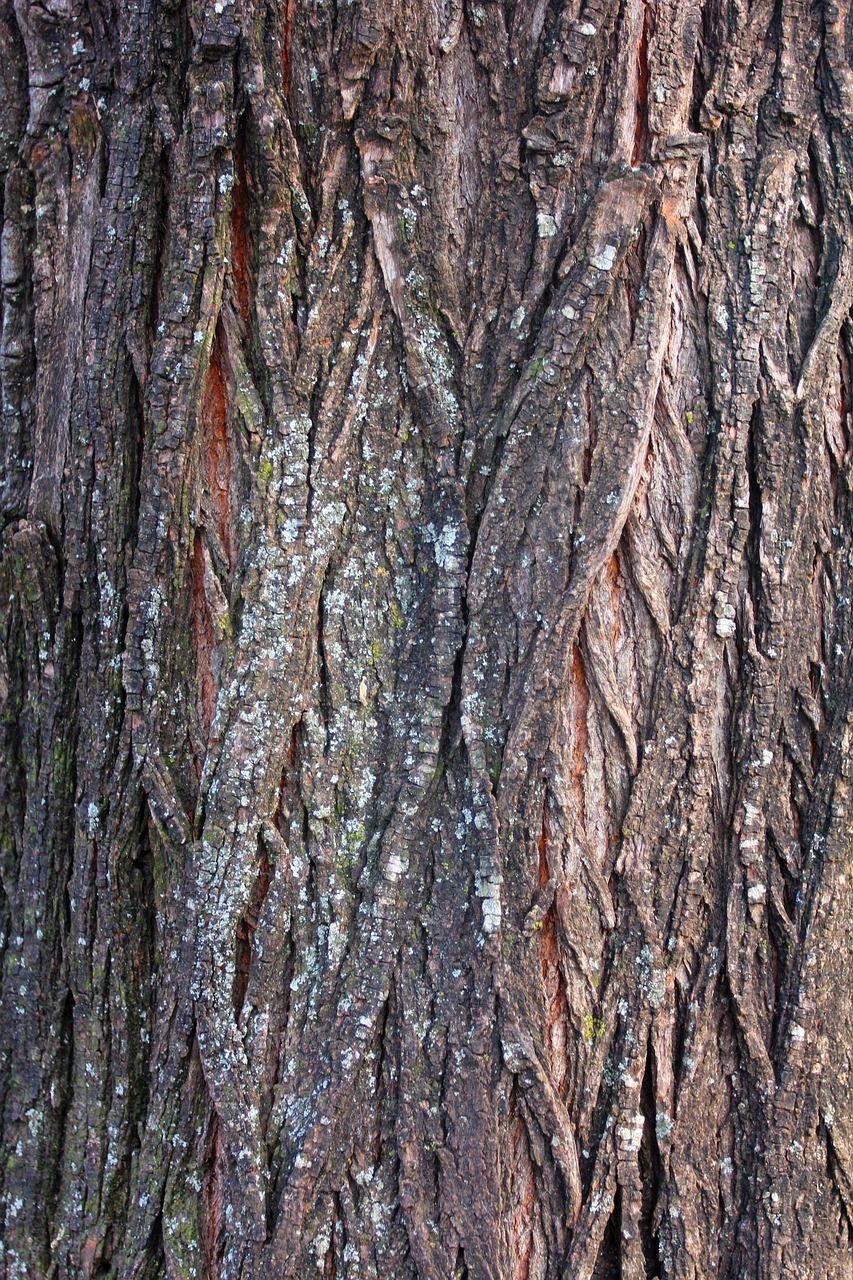 Bark Def Bark Tree Wood - Free photo on Pixabay - Pixabay
