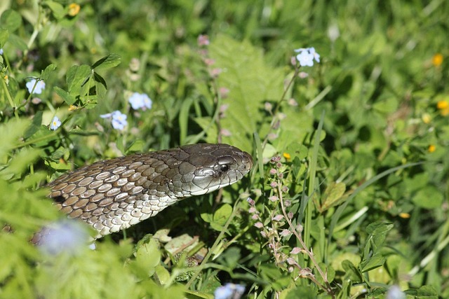 Free Nature Brown Snake photo and picture