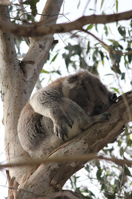 Free Sleep Bear photo and picture