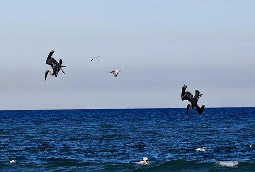 Pelicans, Ocean, Hunting, Diving, Bird