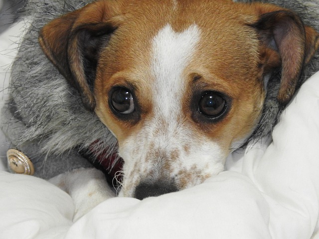 Free Christmas Dog Jack Russel photo and picture