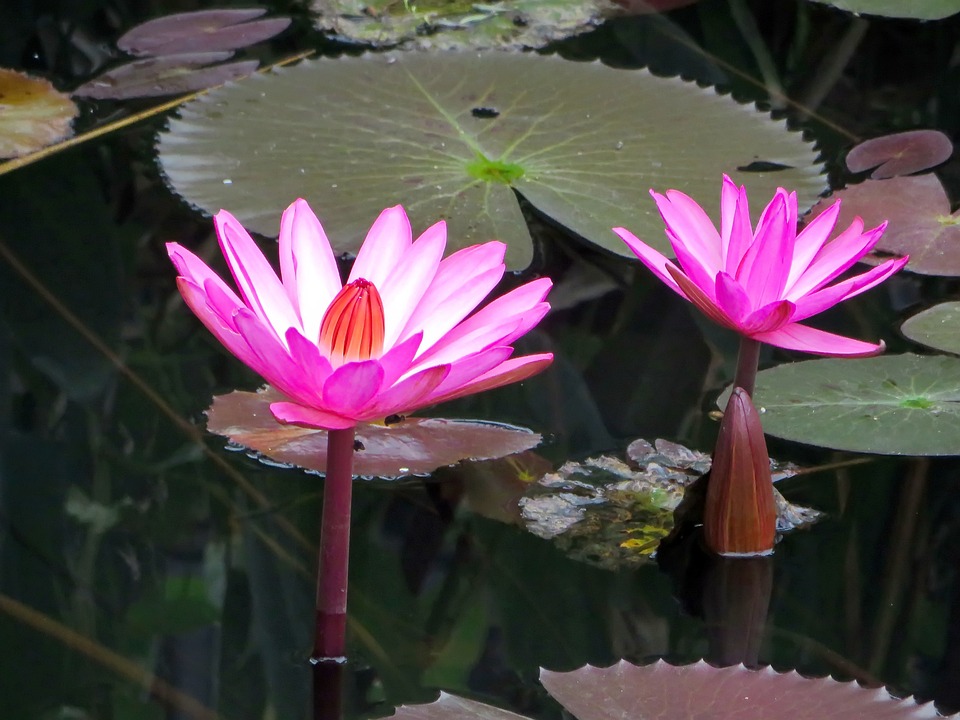 Free photo Asia, Laos, Water Lily, Pink Free Image on Pixabay 1938187