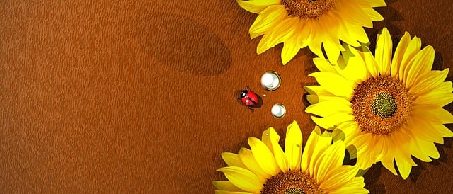 Free sunflower flowers yellow illustration