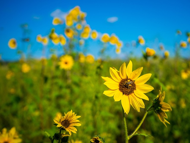 Girassol, Papel De Parede De Flores