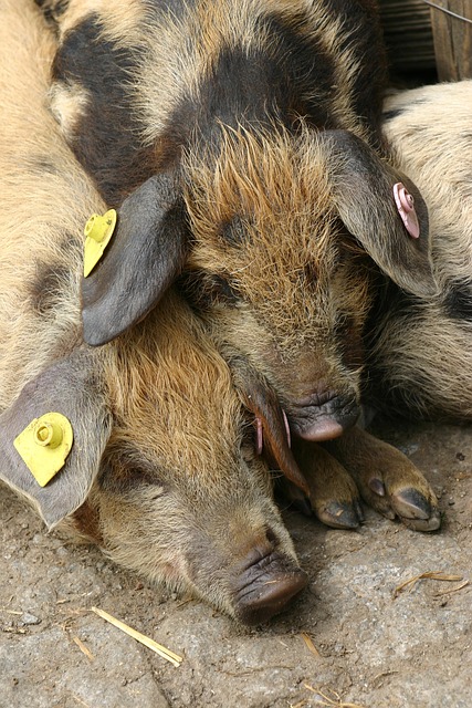Free Pigs Animal photo and picture