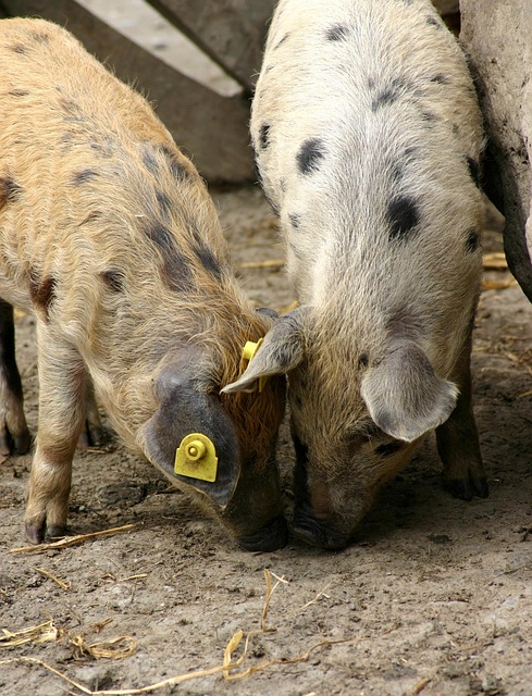 Free Pigs Animals photo and picture