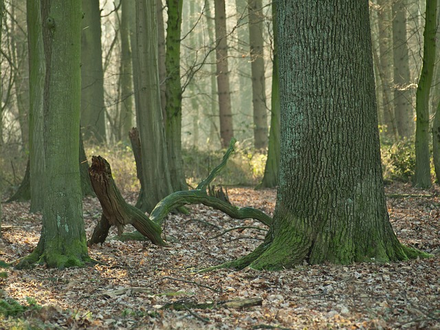 Free Forest Leaf photo and picture