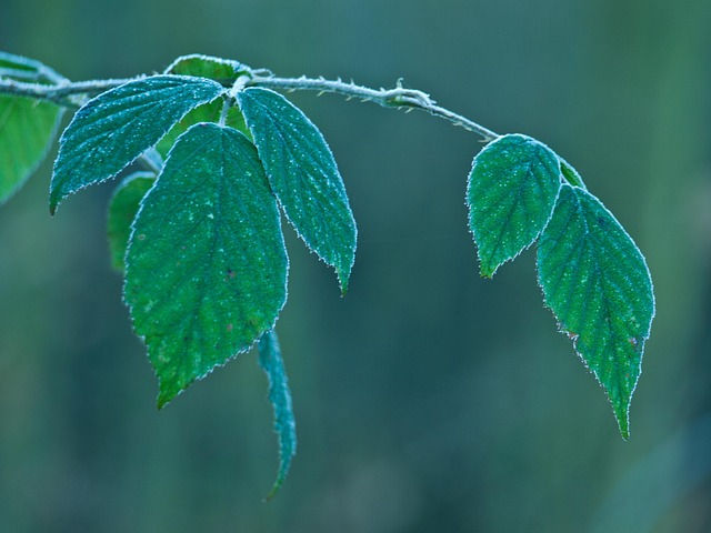Free Forest Leaf photo and picture