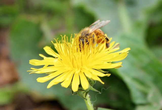 Free Bee Honeybee photo and picture