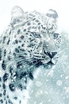 leopard, cheetah, animal
