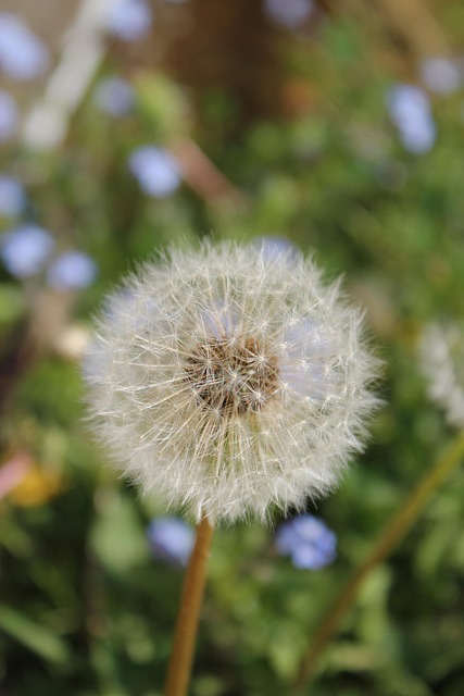 Free Dandelion Flower photo and picture