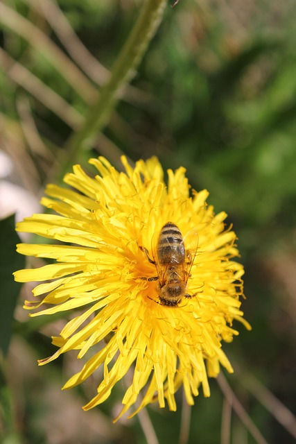 Free Bee Nature photo and picture