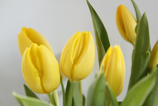 Free Tulips Spring photo and picture