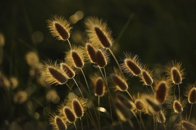 Pigge, Solnedgang, Hvede, Natur, Eng