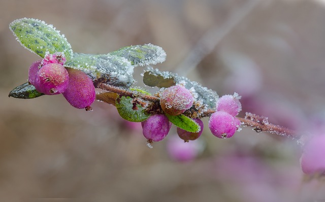 Free Winter Macro photo and picture