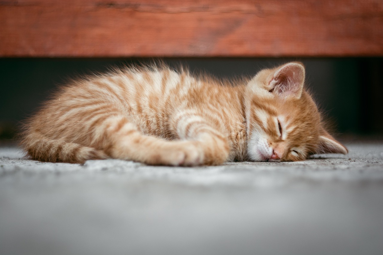 10 000 Free Sleeping Kitten Kitten Images Pixabay 10 000 Free Sleeping Kitten Kitten Images Pixabay