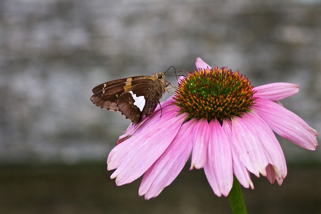 Schmetterlinge