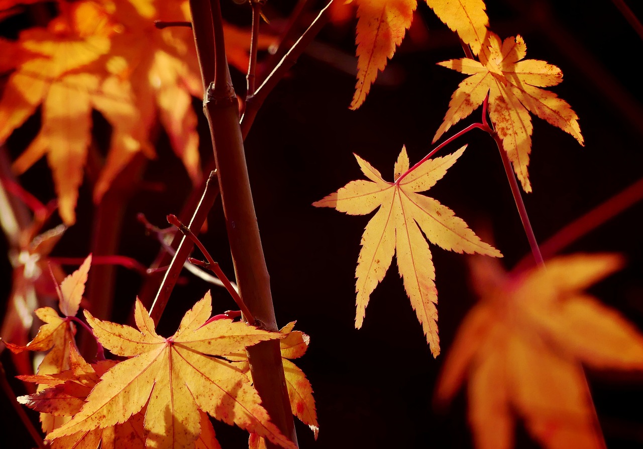 枫 枫叶 枫树丛 - Pixabay上的免费照片 - Pixabay