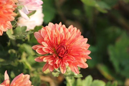 Free Chrysanthemum Flower photo and picture