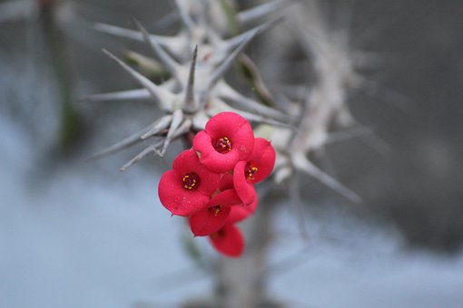 Free Euphorbia Milii Nature photo and picture