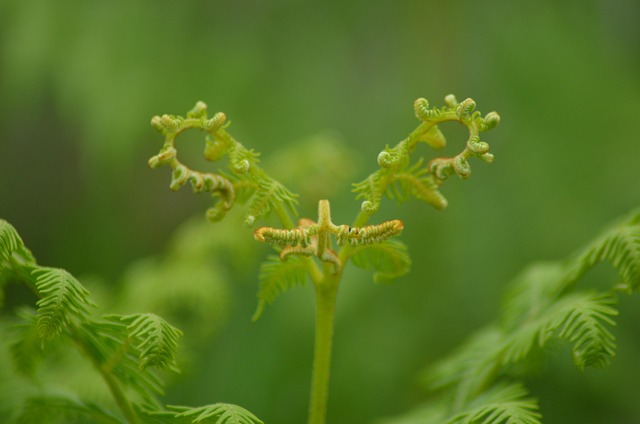Free Nature Sprout photo and picture