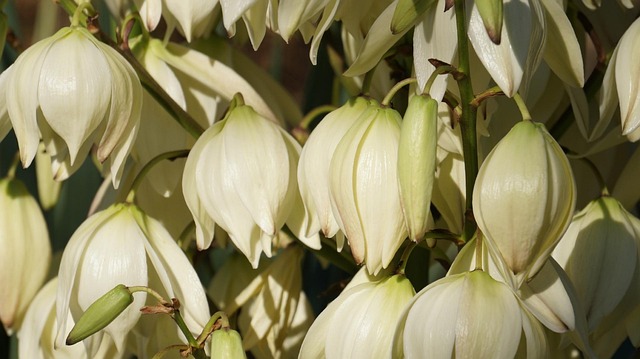 Free Yucca Blossoms photo and picture