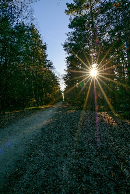 Free Sun Rays photo and picture