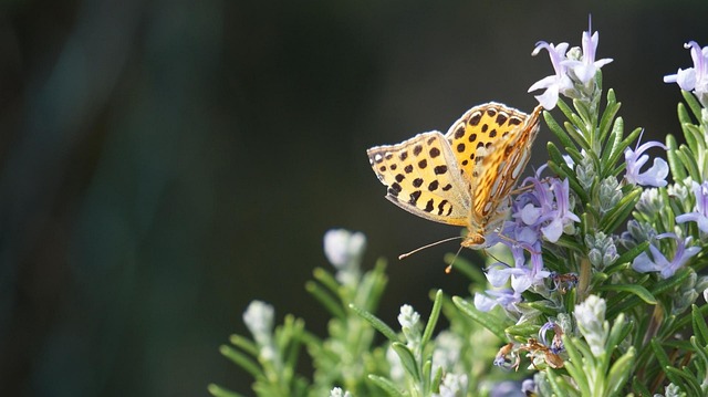 Free Butterfly South photo and picture