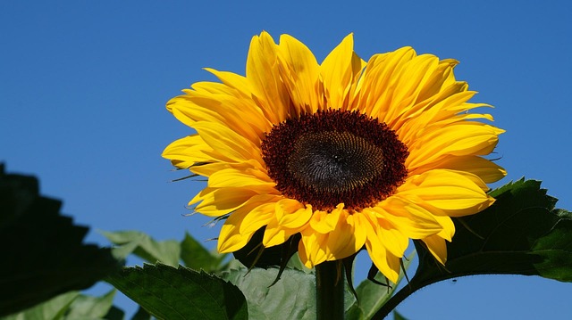 Free Sunflower Sun photo and picture