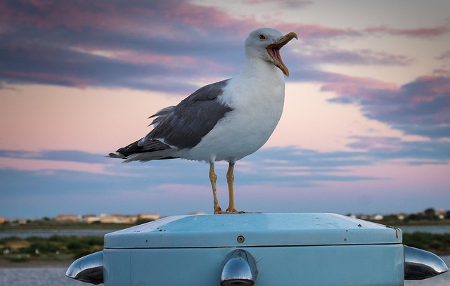 Free Gull Bird photo and picture