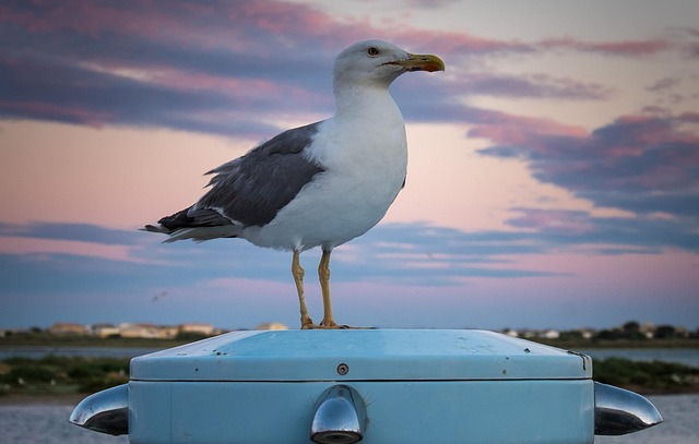 Free Seagulls Seagull photo and picture