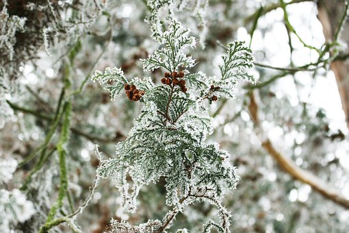 Vinter, Frost, Sne, Træ, Træer, Nåletræ