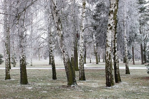 Vinter, Frost, Sne, Træ, Brise, Birke