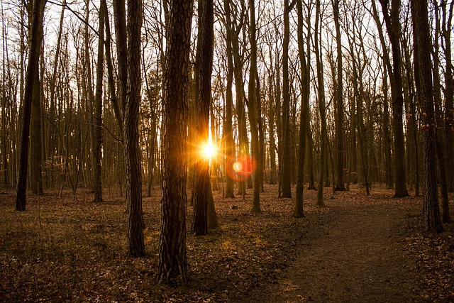 Free Forest Sun photo and picture