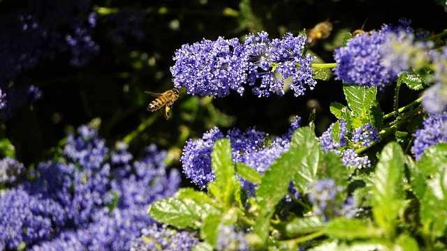 Free Nature Spring photo and picture