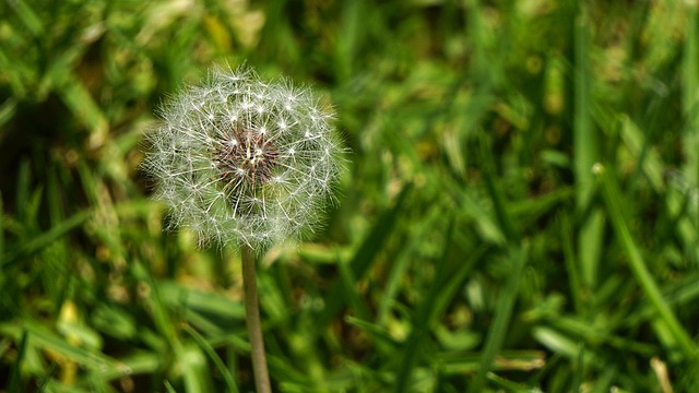 Free Dandelion Grass photo and picture