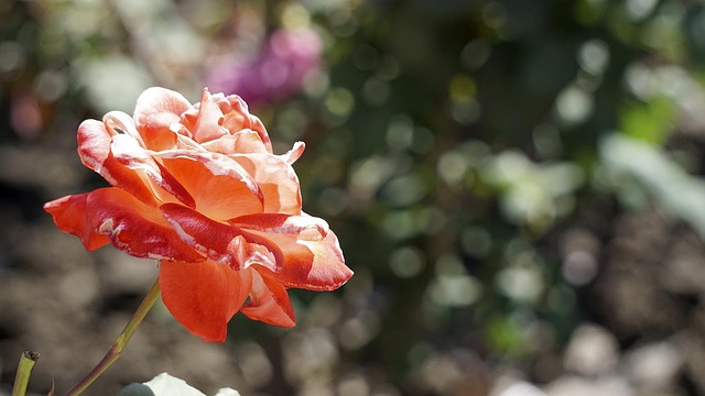 Free Rose Flower photo and picture