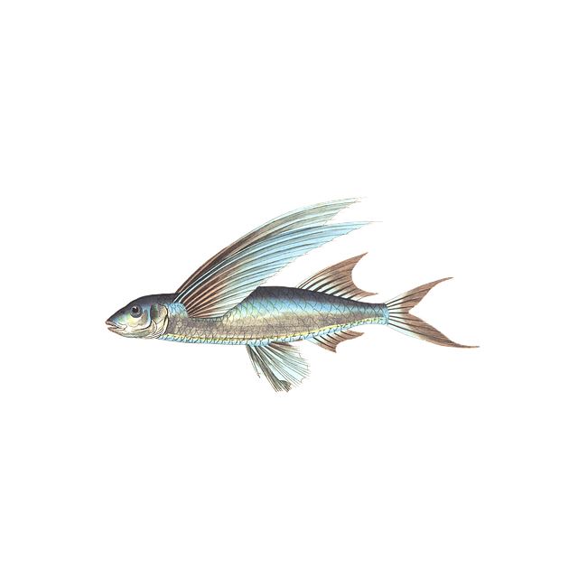 Vis, Dier, Water, Geïsoleerd, Exotisch