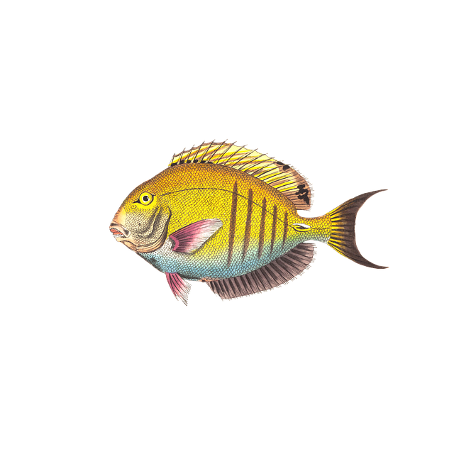 Peşte, Animal, Apă, Izolat, Exotic