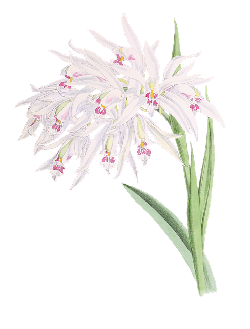 Free orchid flower plant illustration