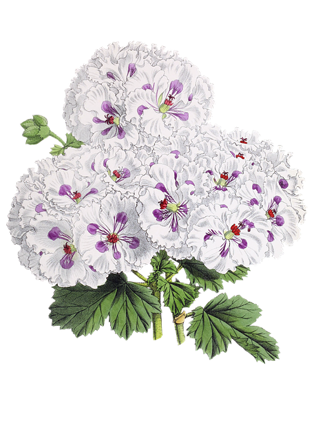 Free flower plant blossom illustration