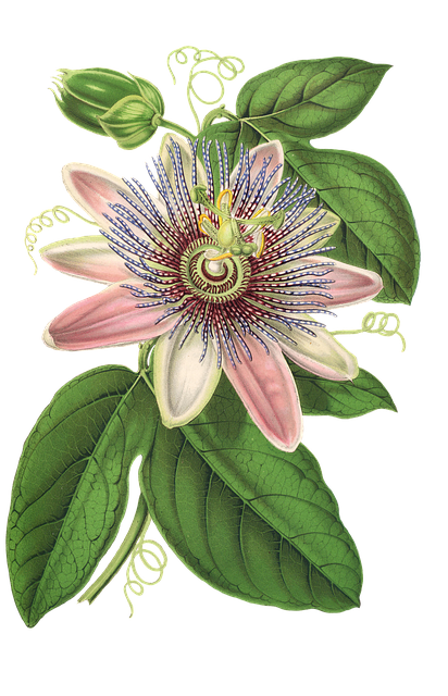 Pasjonsblomst, Blomst, Anlegg, Blossom